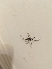 Latrodectus hesperus