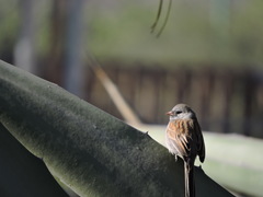 Spizella atrogularis
