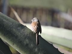 Spizella atrogularis