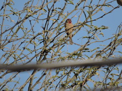 Haemorhous mexicanus