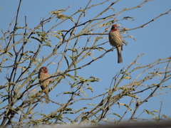 Haemorhous mexicanus