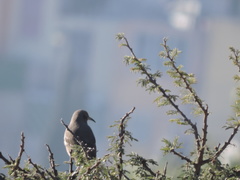 Toxostoma curvirostre