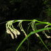 Carex lowei - Photo (c) Sébastien SANT, some rights reserved (CC BY-NC), uploaded by Sébastien SANT