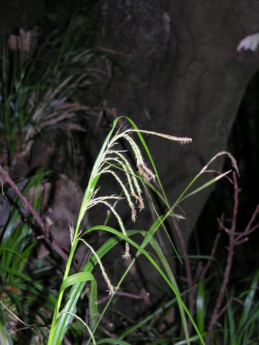 Carex lowei image