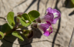 Scutellaria nummulariifolia