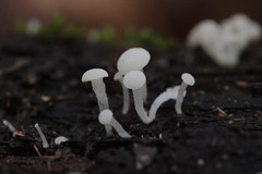 Cudoniella acicularis