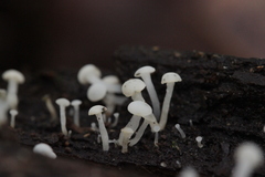 Cudoniella acicularis