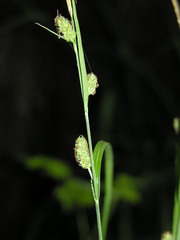 Carex grioletii