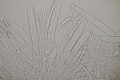 Cudoniella acicularis