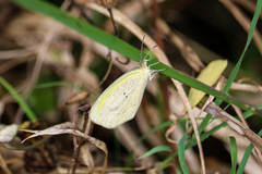 Eurema daira eugenia