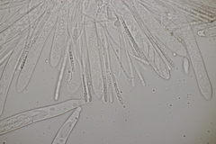 Cudoniella acicularis