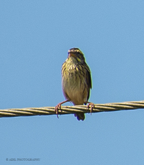 Ploceus manyar
