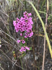 Erica tenella