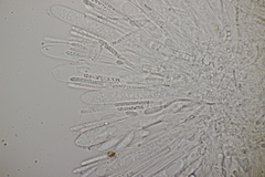 Cudoniella acicularis