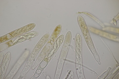 Cudoniella acicularis