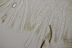 Cudoniella acicularis