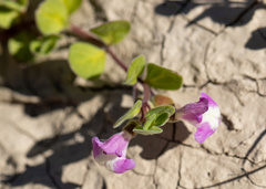 Scutellaria nummulariifolia
