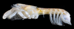 Upogebia affinis