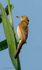 Acrocephalus stentoreus