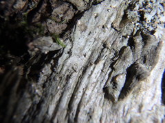 Dictyocatenulata alba