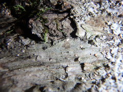 Dictyocatenulata alba