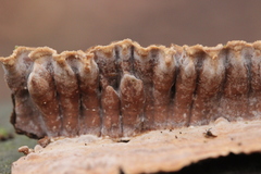 Laxitextum bicolor
