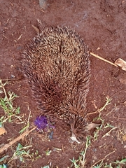 Atelerix albiventris