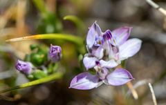 Polygala salasiana