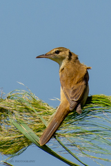 Acrocephalus stentoreus