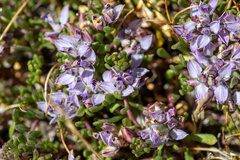 Polygala salasiana