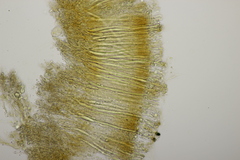 Laxitextum bicolor