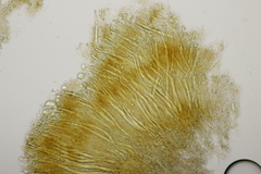 Laxitextum bicolor