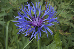 Centaurea nigrofimbria