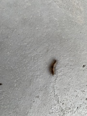 Arctiinae