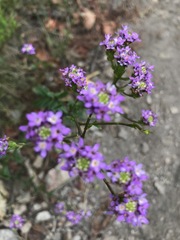 Pseudoselago verbenacea