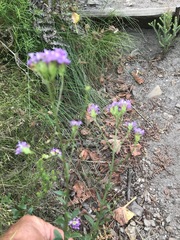 Pseudoselago verbenacea
