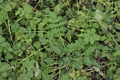 Septoria chelidonii