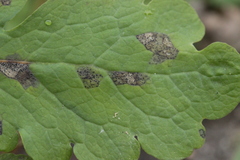Septoria chelidonii