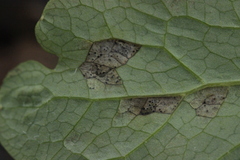 Septoria chelidonii