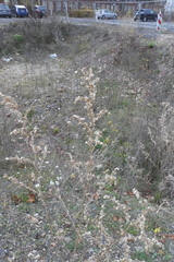Atriplex hortensis