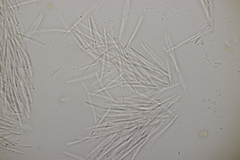 Septoria chelidonii