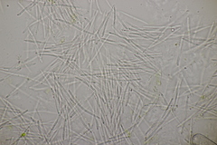 Septoria chelidonii