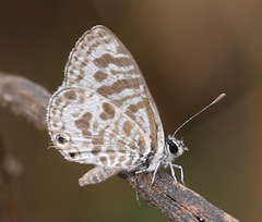 Leptotes plinius plinius