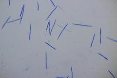 Septoria chelidonii