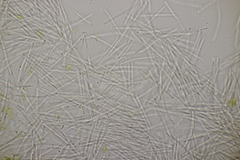 Septoria chelidonii