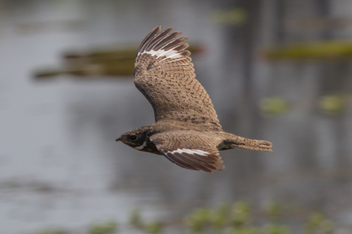 Nacunda Nighthawk