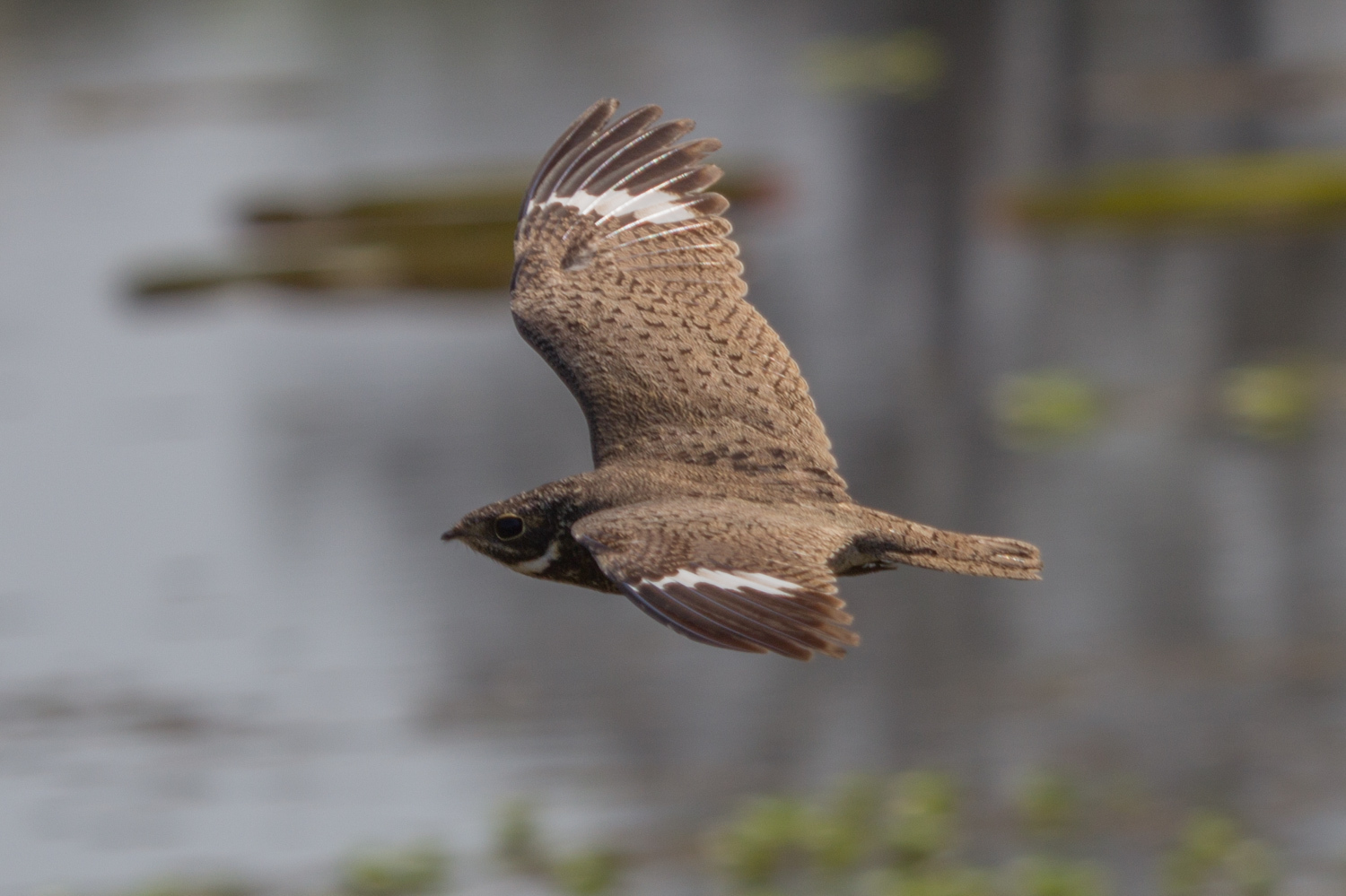 Ñacundá Nighthawk (Chordeiles nacunda) · iNaturalist