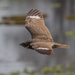 Ñacundá Nighthawk - Photo (c) avocat, some rights reserved (CC BY-NC), uploaded by avocat