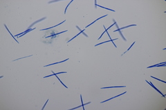 Septoria chelidonii