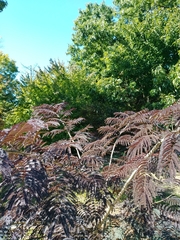 Albizia julibrissin julibrissin
